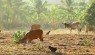 Vacas e galinhas assistindo aos tubos de The Grower passando. The Grower é uma sessão com muito menos crowd, muitas vezes com só um ou dois surfistas.